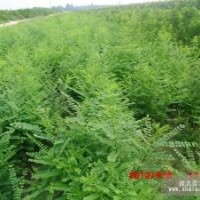 供應(yīng)國(guó)槐苗.高度50公分到1米.山桃苗.花椒苗