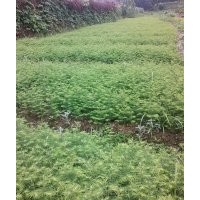 提供水杉苗300萬(wàn)株