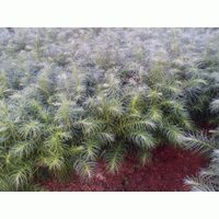 大量供應(yīng)杉樹苗---江西省宜春市萬載縣