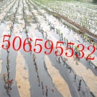 西府海棠、木瓜海棠、垂絲海棠、絢麗海棠