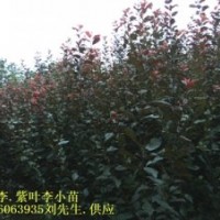 紅葉李小苗 獨桿紅葉石楠小苗，紅葉李小苗，三角楓小苗，香樟小