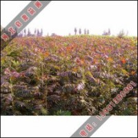 常年種植供應(yīng)紅葉椿|紅葉椿價(jià)格低廉