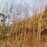 供應(yīng)桂花，紅豆杉，銀杏