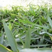 青竹，潢川青竹報價，青竹小苗