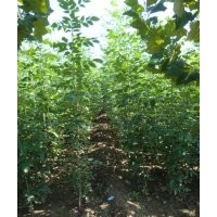 供應速生法桐扦插棒