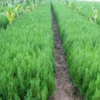 供應(yīng)側(cè)柏苗、核桃、花椒、皂角、國(guó)槐、棗樹、桃樹、杏樹、柳樹、