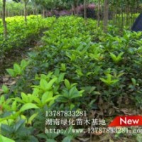 湖南綠化小苗基地淺談桂花小苗因地制宜，搭配合理