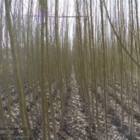 銀中楊、小成黑