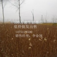 1米高紫薇苗紫薇苗最新報(bào)價紫薇苗批發(fā)商紫薇苗