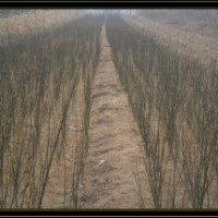 供應(yīng)國槐皂角白蠟五角楓紫葉李臭椿花椒小苗