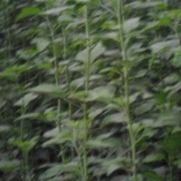 優(yōu)質木槿花樹苗|山東優(yōu)質木槿花樹苗|，誠信為本