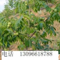 供應(yīng)核桃苗白皮松油松華山松花椒苗國槐