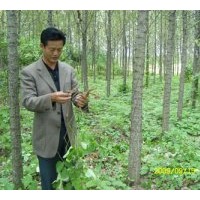 供帶小葛崽的葛根苗木(粉葛苗木)