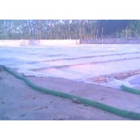 急售油松 樟子松 本年小苗 可訂購 價錢可議！