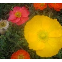 大量供應(yīng)成都虞美人草花 盆花 地被草花