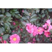 大量批發(fā)茶梅苗圃苗