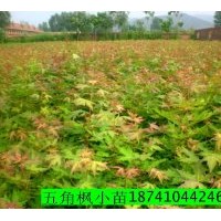 供應(yīng)五角楓小苗