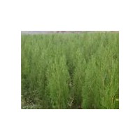 供應(yīng)側(cè)柏苗