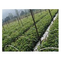 供應(yīng)一至兩年生桂花苗