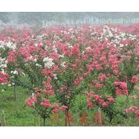 現(xiàn)貨供應(yīng)百日紅，木槿花