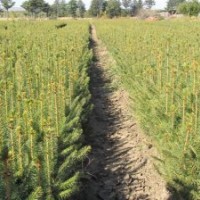 大量供應(yīng)：樟子松苗，12x12的營(yíng)養(yǎng)杯。15-25公分高的苗