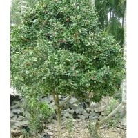 供應九里香苗 九里香樹 九里香 廣西九里香苗