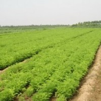 大量供應紫穗槐