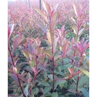 紅葉石楠小苗50-100CM