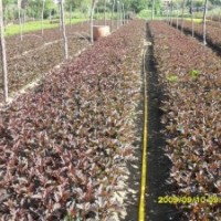 大量出售各種扦插小苗：黃刺梅、四季玫瑰、冷香玫瑰