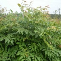 供應(yīng)速生椿芽木苗 木材用香椿木苗 香椿樹 香椿
