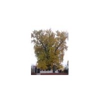 2—80公分銀杏實(shí)生樹嫁接樹專供