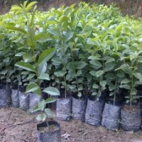 供應(yīng)廣州綠化種苗:沉香苗，檀香苗，柚木苗，紫檀苗