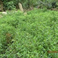 供應(yīng)清香木