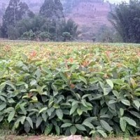 出售自家的黃葛樹苗