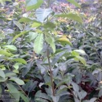 出售自家的黃葛樹苗：地徑2到3公分