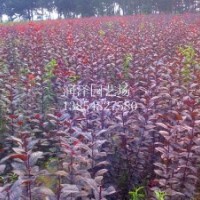 大量供應(yīng)海棠