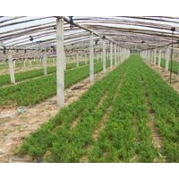 龍柏嫁接苗.移栽兩年苗火爆熱銷中