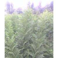 出售；速生國槐小苗。。50萬顆，，速生白蠟小苗20萬顆