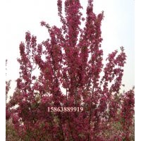 綠化苗 果樹苗 北美海棠 山東北美海棠