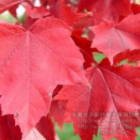 美國(guó)紅楓大小苗 美國(guó)紅楓種子 加拿大紫荊