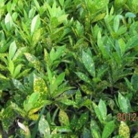 供應(yīng)海南變?nèi)~木