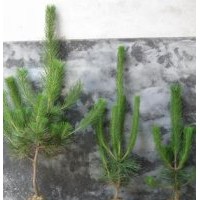 低價(jià)供應(yīng)40公分黑松小苗40公分黑松小苗 40公分黑松小苗