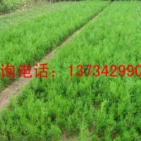 15公分白皮松小苗價(jià)格 山西白皮松小苗價(jià)格