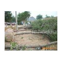 河北新生國(guó)槐種植基地