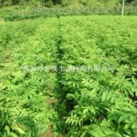 青錢柳樹供應(yīng)商