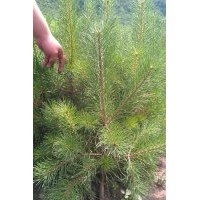 低供：樟子松營養(yǎng)杯