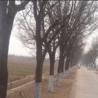 國(guó)槐 山東國(guó)槐 國(guó)槐基地 國(guó)槐價(jià)格 國(guó)槐小苗 2012國(guó)槐價(jià)格