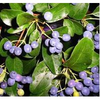 供應流蘇樹苗，流蘇苗嫁接，流蘇苗價格價格