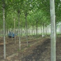 長期出售1---3米扦插法桐小苗