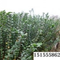 速生紫薇小苗價(jià)格3元